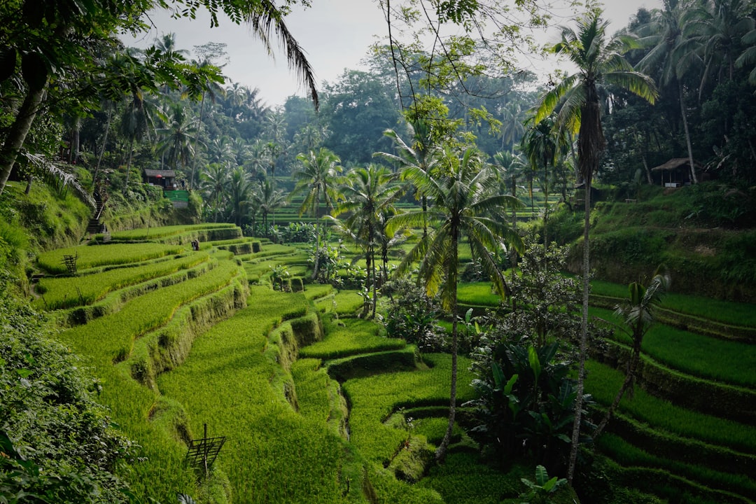 Green rice terraces