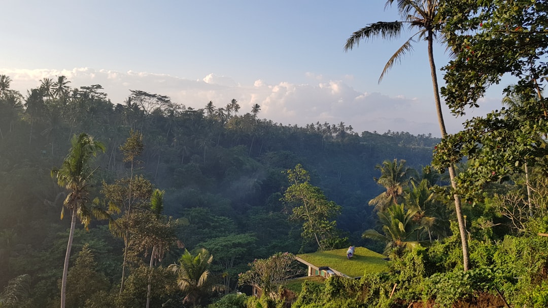 Balinese rice terraces at sunrise with lush green paddies