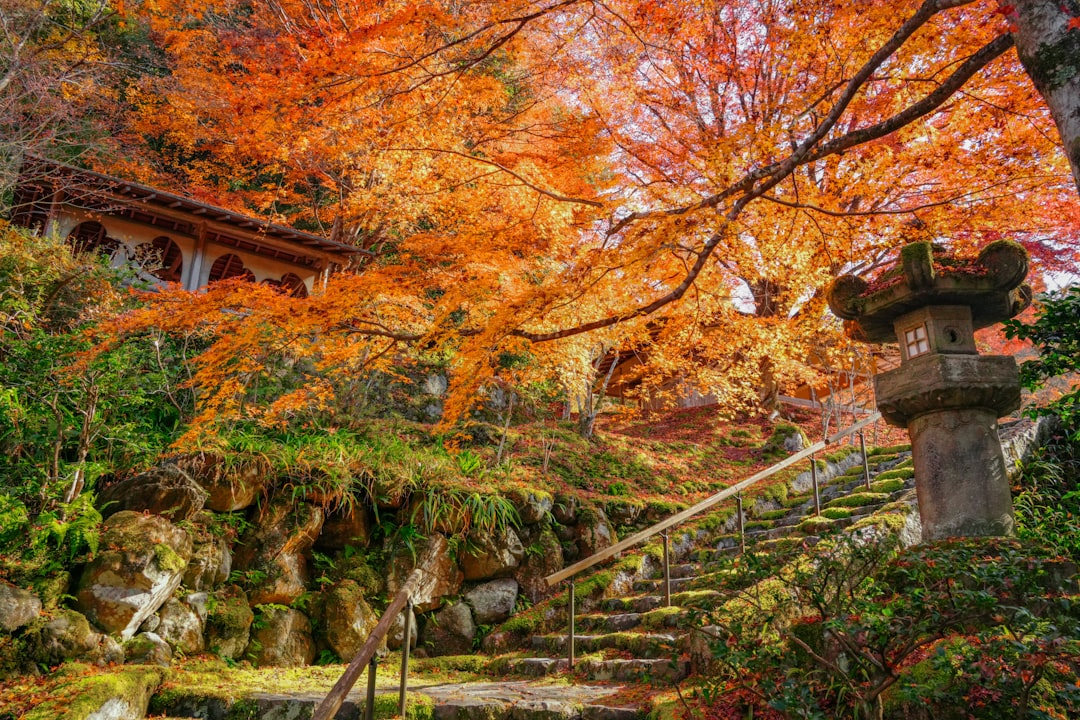 Japanese zen garden with stone lantern and autumn foliage