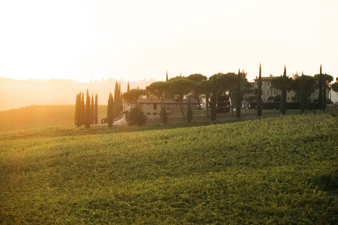 Tuscany vineyard with cypress trees and rolling hills at sunset